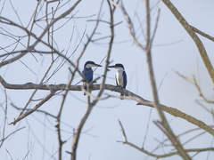 Todiramphus macleayii