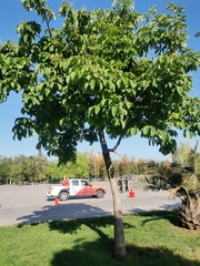 Aesculus