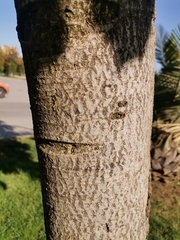 Aesculus