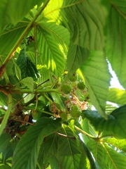 Aesculus