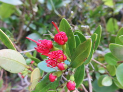 Metrosideros carminea