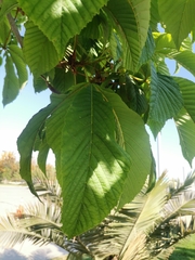 Aesculus