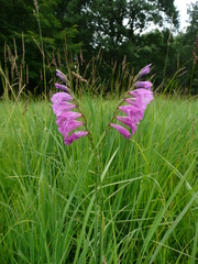 Gladiolus imbricatus