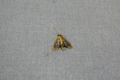 Microthyris prolongalis