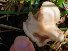 Clitocybe fragrans