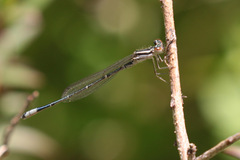 Austroagrion watsoni