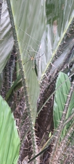 Nephila pilipes