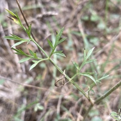 Daucus carota