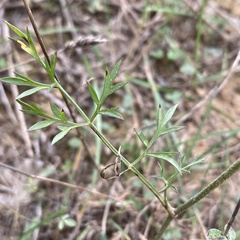 Daucus carota