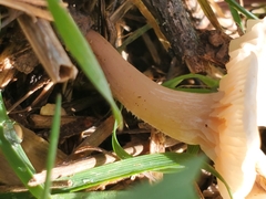 Clitocybe fragrans