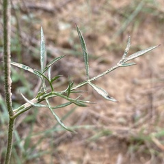 Daucus carota