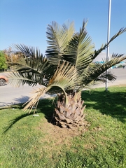 Jubaea chilensis