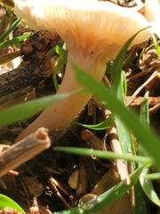 Clitocybe fragrans