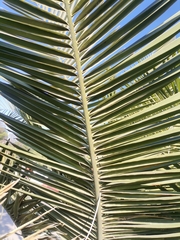 Jubaea chilensis