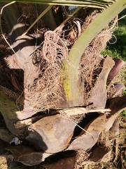 Jubaea chilensis