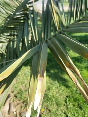 Jubaea chilensis