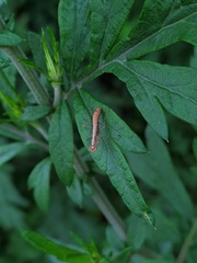 Odontomantis