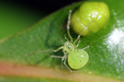 Macaridion barreti