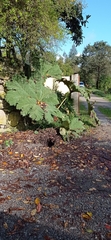 Gunnera tinctoria