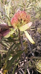 Protea witches broom phytoplasma