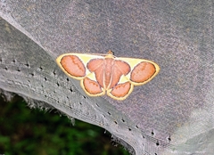 Plutodes cyclaria