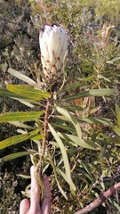 Protea witches broom phytoplasma