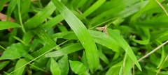 Lepidoptera
