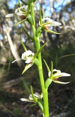 Prasophyllum odoratum