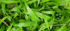 Lepidoptera