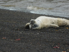 Leptonychotes weddellii