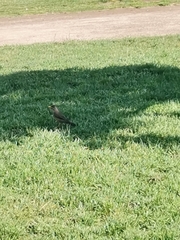 Turdus falcklandii
