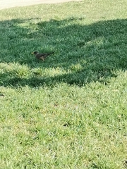 Turdus falcklandii