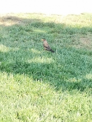 Turdus falcklandii