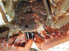 Acanthophrynus coronatus