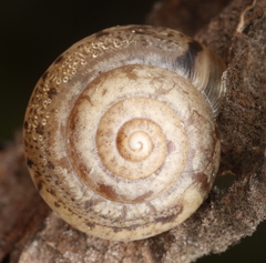 Hygromia cinctella
