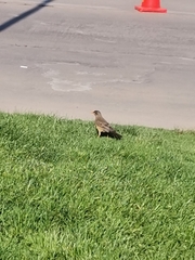 Turdus falcklandii