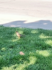 Turdus falcklandii