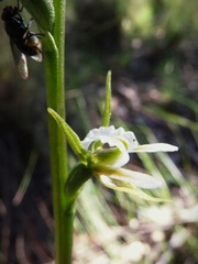 Prasophyllum odoratum