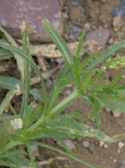 Reseda lutea