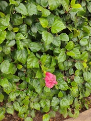 Hibiscus rosa-sinensis