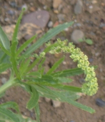 Reseda lutea