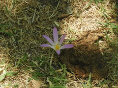 Colchicum montanum