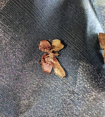 Proteinia pallifrons