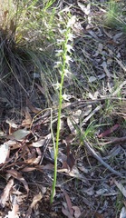 Prasophyllum odoratum