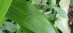 Insecta