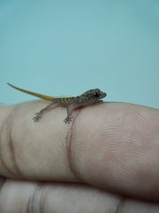 Cnemaspis mysoriensis