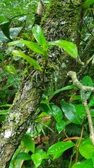 Epidendrum angustilobum