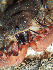 Acanthophrynus coronatus