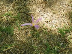 Colchicum montanum