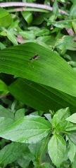 Insecta